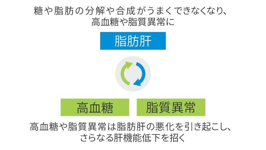 脂肪肝から悪循環に
